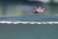 Dragonfly flying above the water