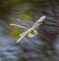 Dragonfly flying above water surface Royalty Free Stock Photo