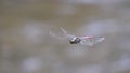 Dragonfly flying in the air Royalty Free Stock Photo