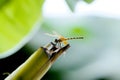 Dragonfly flying on blade of grass with green background Royalty Free Stock Photo