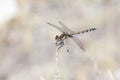 A dragonfly is a flying insect belonging to the infraorder Anisoptera below the order Odonata.