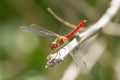 A dragonfly is a flying insect belonging to the infraorder Anisoptera below the order Odonata.