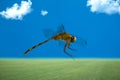 Dragonfly, flying