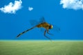 Dragonfly, flying Royalty Free Stock Photo