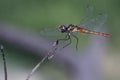 Dragonfly flying wings detail macro close up