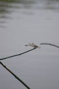 Dragonfly flying in a Zen garden. Nature, background Royalty Free Stock Photo