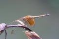 Dragonfly flying in a Zen garden. Nature, background Royalty Free Stock Photo