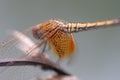 Dragonfly flying in a Zen garden. Nature, background Royalty Free Stock Photo