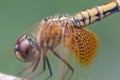 Dragonfly flying in a Zen garden. Nature, background Royalty Free Stock Photo