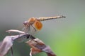 Dragonfly flying in a Zen garden. Nature, background Royalty Free Stock Photo