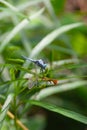 a Dragonfly flying in a Zen garden. Nature, background Royalty Free Stock Photo