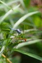 a Dragonfly flying in a Zen garden. Nature, background Royalty Free Stock Photo