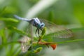 a Dragonfly flying in a Zen garden. Nature, background Royalty Free Stock Photo