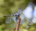 Dragonfly in foreground Royalty Free Stock Photo