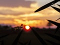 Dragonfly in foreground, sunset in the background Royalty Free Stock Photo