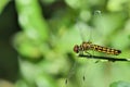Dragonfly Royalty Free Stock Photo