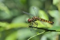 Dragonfly Royalty Free Stock Photo