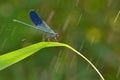 Dragonfly in forest