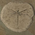 Dragonfly Fossil