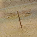 Dragonfly Fossil