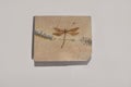 Dragonfly Fossil Royalty Free Stock Photo