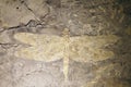 Dragonfly fossil