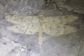 Dragonfly fossil