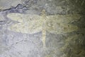 Dragonfly fossil