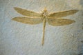 Dragonfly Fossil Royalty Free Stock Photo
