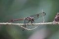 Dragonfly on a fragile branch Royalty Free Stock Photo