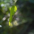 Dragonfly - a freshly hatched dragonfly on a blade of grass that dries its wings. Beautiful green bokeh Royalty Free Stock Photo