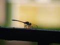 Dragonfly on a Garden Gate with Backlight 2