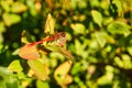 Dragonfly taken in the garden. detailed to look at