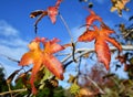 Leaves of liquidambar in autumn