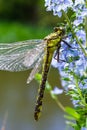 Dragonfly Gomphus vulgatissimus in front of green background macro shot with dew. on the wings. Blue flowers in the morning of a