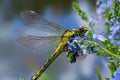 Dragonfly Gomphus vulgatissimus in front of green background macro shot with dew. on the wings. Blue flowers in the morning of a