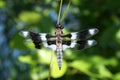 Dragonfly on grass.