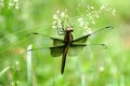 Dragonfly on Grass Royalty Free Stock Photo