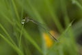 Dragonfly on a grass with dews Royalty Free Stock Photo