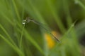 Dragonfly on a grass with dews