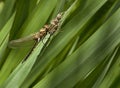 Dragonfly on the grass. Royalty Free Stock Photo