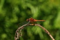 Dragonfly on dried grass Royalty Free Stock Photo