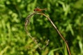 Dragonfly on dried grass Royalty Free Stock Photo