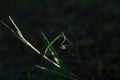 dragonfly, grass, green, bokeh Royalty Free Stock Photo