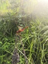 dragonfly grass bright nature sunny