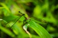 Dragonfly on Grass Royalty Free Stock Photo