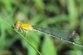 Dragonfly Royalty Free Stock Photo