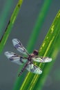 Dragonfly on Grass Leaves Royalty Free Stock Photo