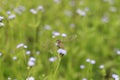 Dragonfly grass Royalty Free Stock Photo