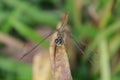 Dragonfly grass Royalty Free Stock Photo